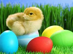 Image result for Baby Photography Tips for Easter