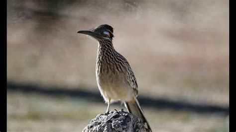 Road Runner Range 的图像结果