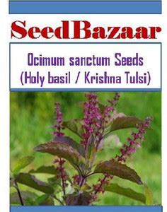Seedbazaar Tulsi, Krishna Tulsi, Holy Basil, Ocimum sanctum, Black ...
