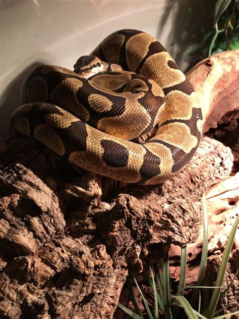 Python Boa Eating Dog 的图像结果