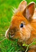 Image result for Cute Holland Lop Bunnies