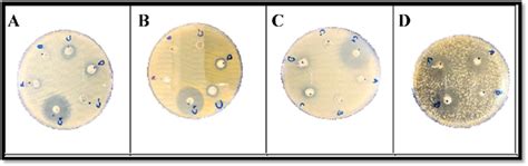 Image result for Well Diffusion Method