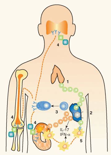 Autoimmunity 的图像结果