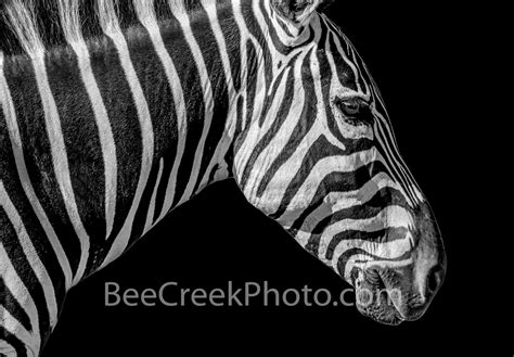 Zebra Close up Portrait BW