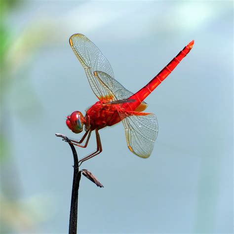 蜻蜓生活习性是什么（飞行界的王者：蜻蜓，科学家研究多年仍未完全搞清其奥秘） | 说明书网
