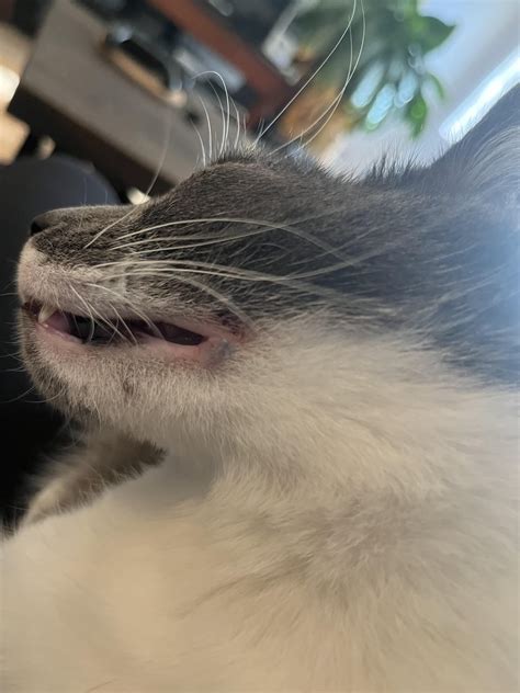 Cat has weird lip scab + discoloration? : r/CATHELP