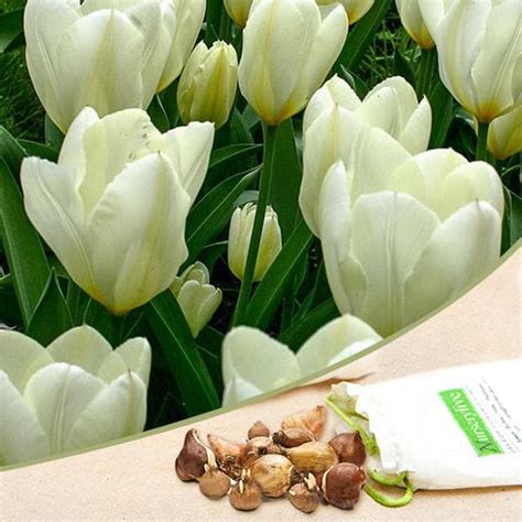 Buy White Flower Bulbs online from Nurserylive at lowest price.