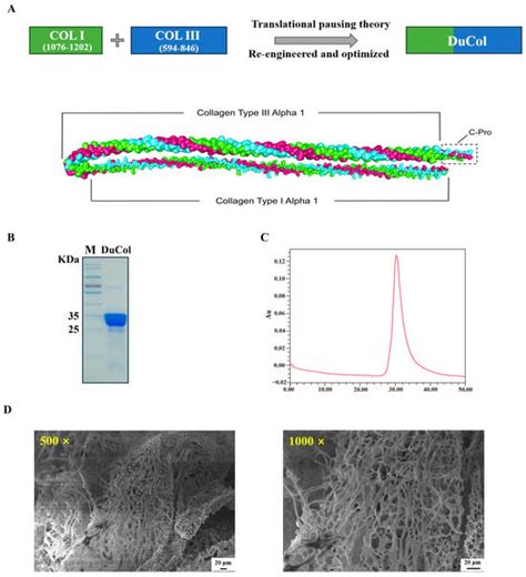 In Vivo Evaluation of the Anti-Skin-Ageing Bioactivity of a Recombinant ...