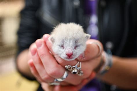 Foster | Asheville Humane Society