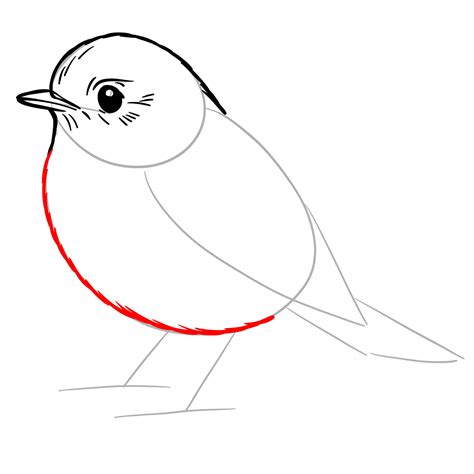 Easy Step-by-Step Tutorial on How to Draw a Robin Bird