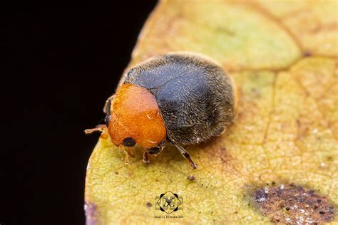 孟氏隐唇瓢虫 Cryptolaemus montrouzieri – IISDW