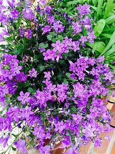 pianta grassa fiori viola consigli balconefiorito pianta grassa fiori viola consigli balconefiorito