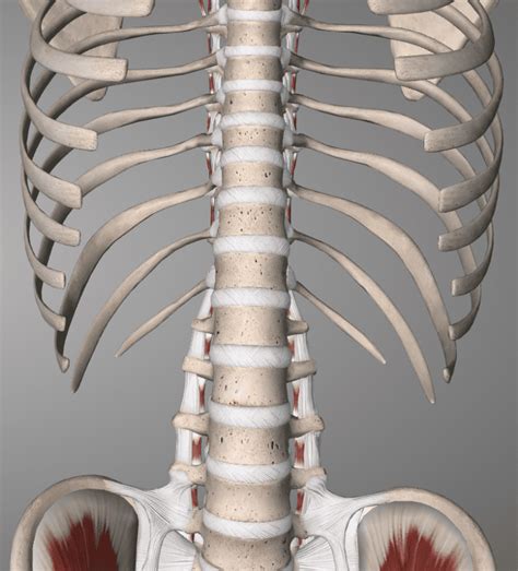 Bulging Disc Example 的图像结果