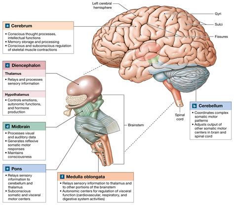14.1: The brain develops four major regions: the cerebrum, cerebellum, diencephalon, and ...