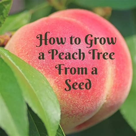 How to Grow a Peach Tree From Seed - Dengarden