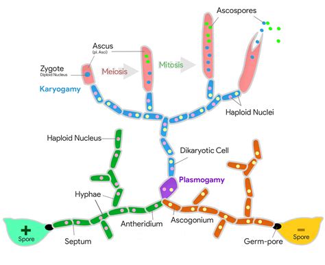 Sexual Reproduction In Ascomycetes