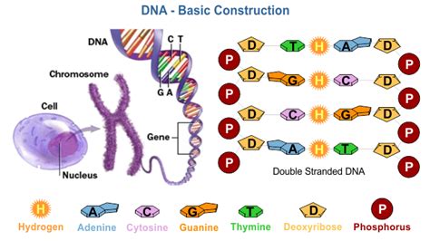 Image result for DNA Microarray Data