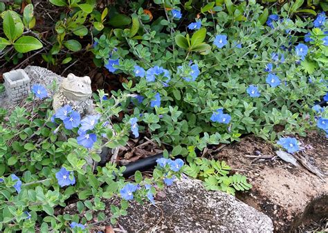 Blue Daze Evolvulus: Rapid Spreading Ground Cover with Sky Blue Flowers