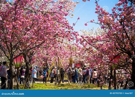 Spring at Osaka editorial stock photo. Image of season - 45793703