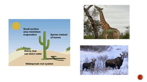 Environmental 的图像结果