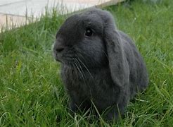 Image result for Black Baby Rabbit