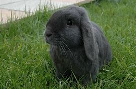 Image result for Black Lop Rabbit