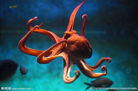 海底大章鱼图片素材-体型庞大的章鱼创意图片-jpg格式-未来素材下载