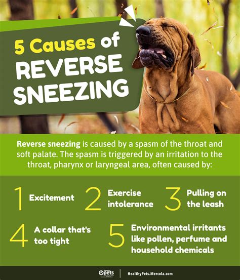 Mercola Healthy Pets Infographics