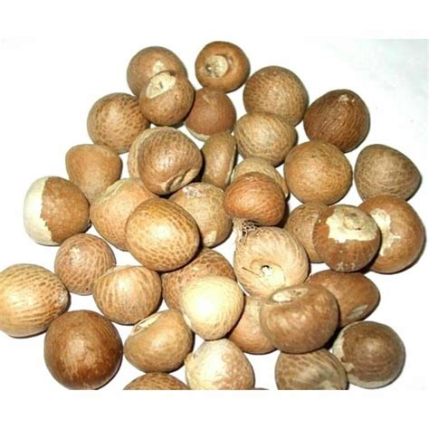 Betel Nuts Whole Organic Dried Areca Nut Betel Nut Supari Free Ship - Etsy