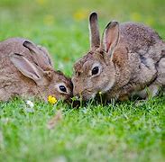 Image result for Cute Bunny in Grass