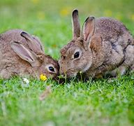 Image result for Rabbit Eating Hay