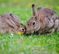 Image result for Rabbit Nesting