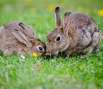 Image result for Autumn Bunnies