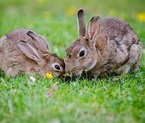 Image result for Pile of Bunnies