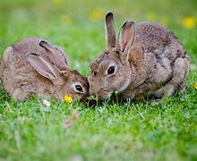 Image result for Beautiful Easter Bunnies