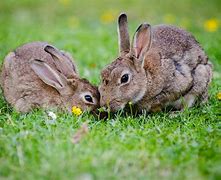Image result for Dwarf Bunny Rabbits
