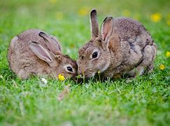 Image result for Ciute Bunnies