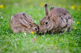Image result for Curios Bunnies