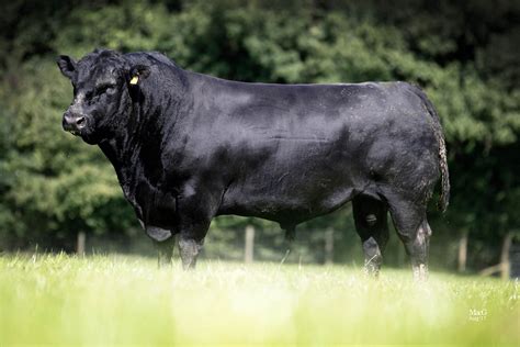 Aberdeen Angus - Livestock Capital
