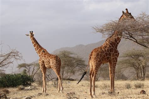 Immagini Belle : natura, avventura, Africa, mammifero, fauna, savana ...