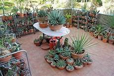 giardini piante grasse per esterno piante da balcone resistenti al sole e al freddo con giardini piante grasse per esterno piante da balcone resistenti al sole e al freddo con