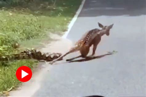 Image result for Python vs Tiger