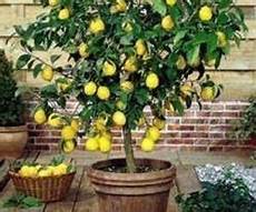 albero di limoni in vaso pianta di limone in vaso da esterno orto piantare un albero di limoni in vaso pianta di limone in vaso da esterno orto piantare un