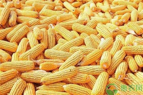 今日玉米價格多少錢一斤？2019年最新玉米產區價格行情 - 每日頭條