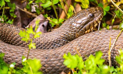 10 of the Most Common (and Non-Venomous) Snakes in North Carolina - A-Z ...
