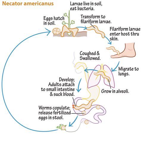 Habitat Of Necator Americanus