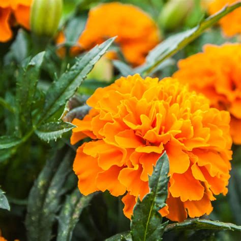 Are Marigolds Perennials? - Flower Patch Farmhouse