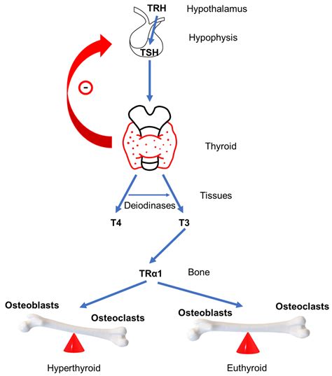 Hyperthyroidism Vs Hypothyroidism