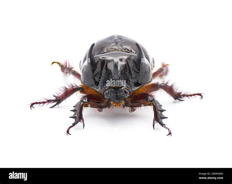 large male adult Ox Beetle or elephant beetle - Strategus aloeus ...