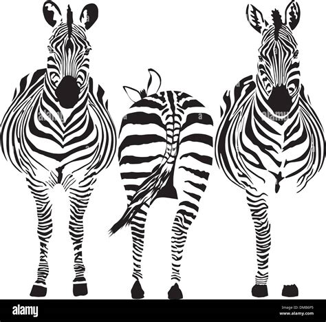 Drawing of zebras hi-res stock photography and images - Alamy